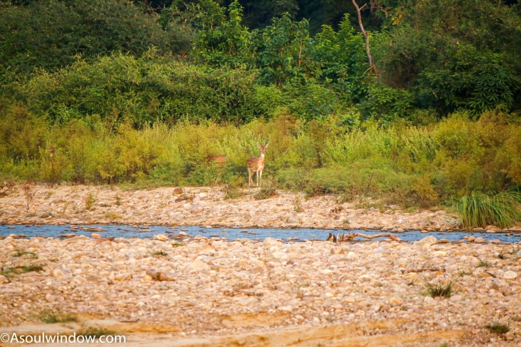 Bhabhar Landscape of Jhirna Zone. Spotted Deer