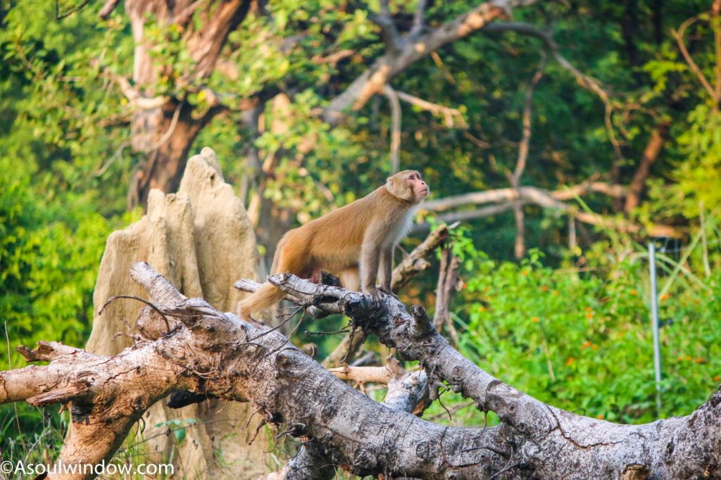 Rhesus macaque or Macaca mulatta and termite bambi Jhirna Zone Jim Corbett National Park