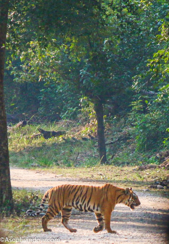 Royal Bengal Tiger or Panthera Tigris Tigris Jhirna Zone Jim Corbett National Park, Ramnagar, Uttarakhand