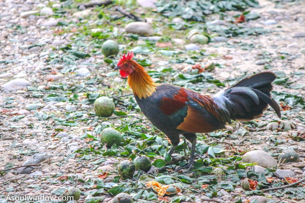 Fallen bel fruits or wood apple with the male red junglefowl (Gallus gallus) in the Jhirna Zone of Jim Corbett National Park