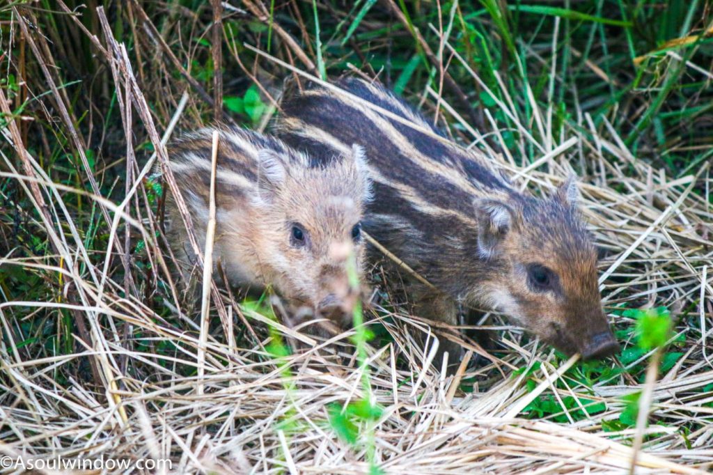 The wild boar or Sus scrofa cristatus with offspring Jhirna Zone Dhela Gate 