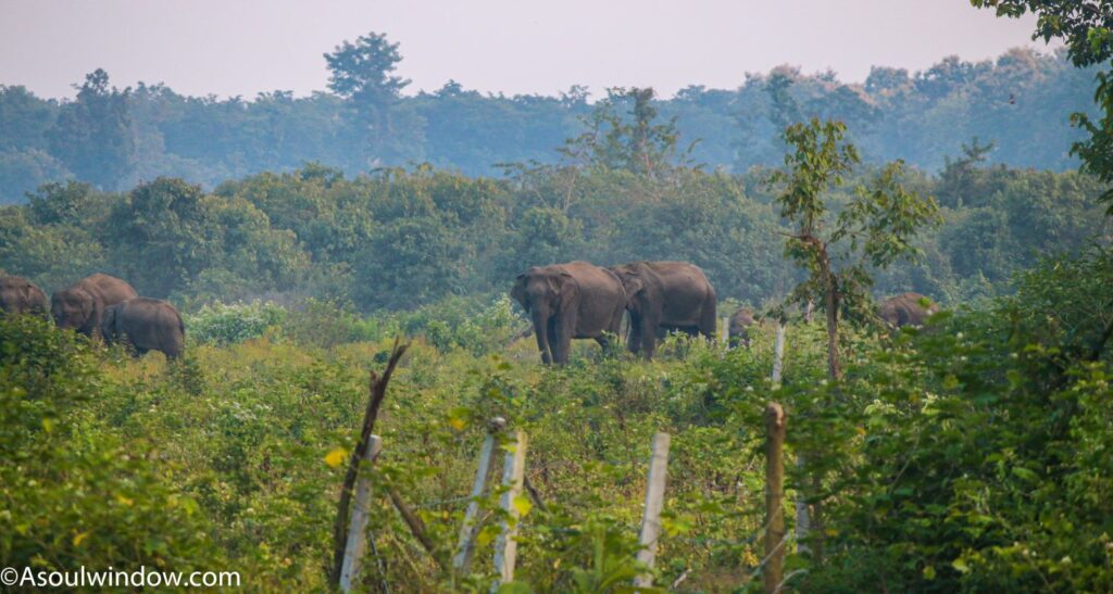 Asian Elephants in Nandhaur Wildlife Sanctuary Uttarakhand. Near Kakrali Gate in Tanakpur