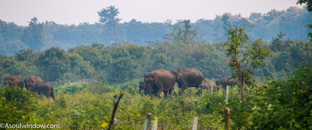 Asian Elephants in Nandhaur Wildlife Sanctuary Uttarakhand