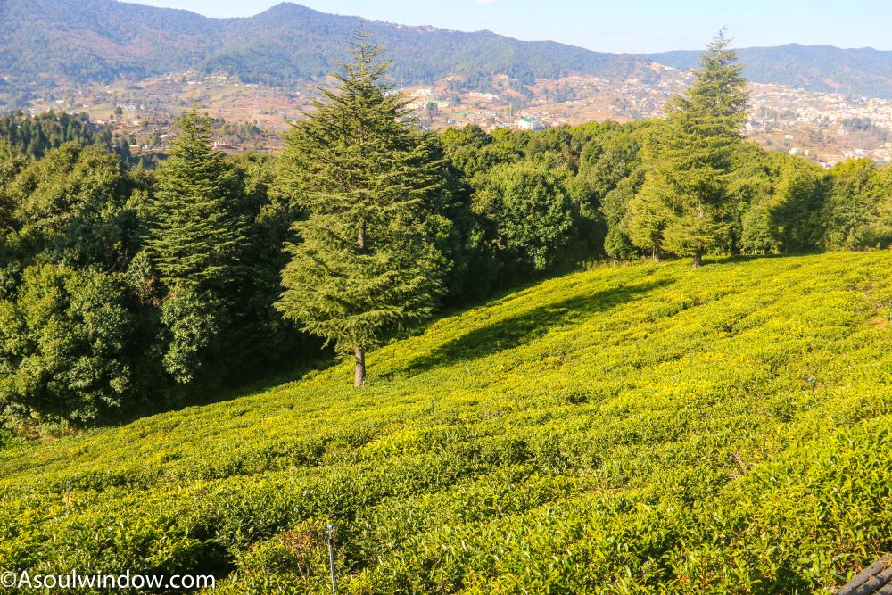 Tea gardens with Himalayan views. Best Place to visit in Champawat, Uttarakhand