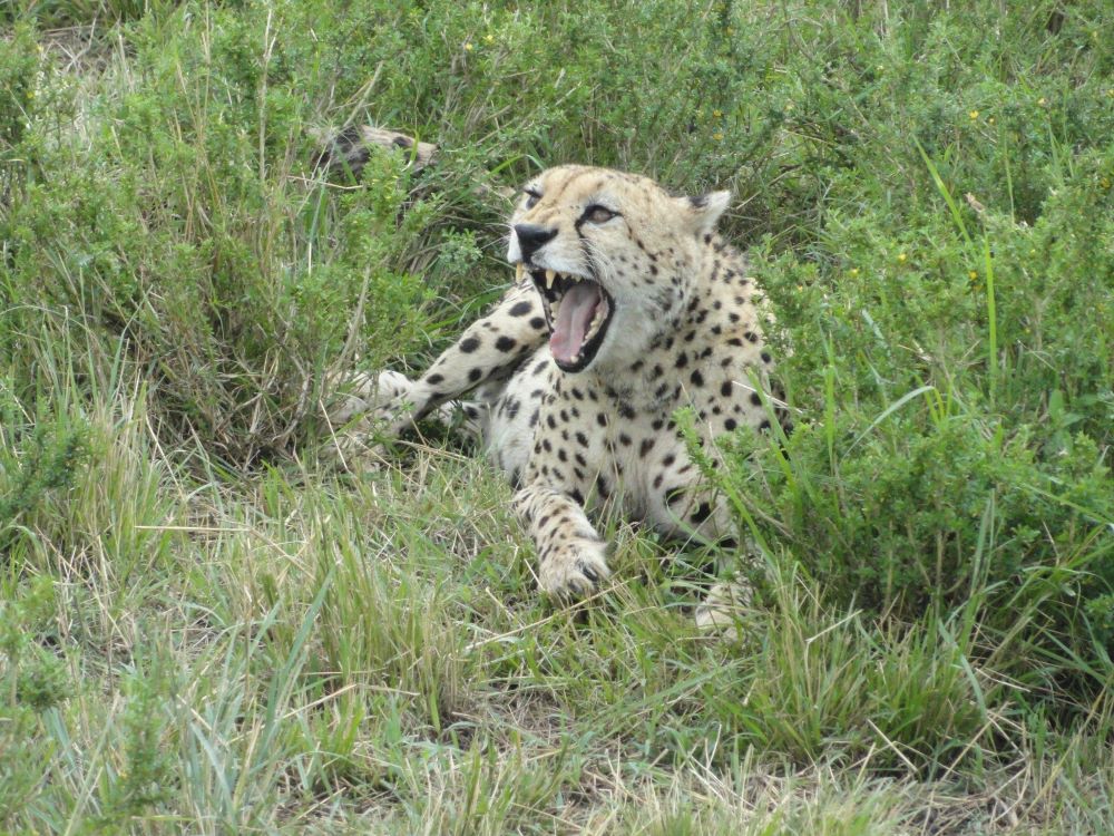 10 days Kenya itinerary . African Cheetah 