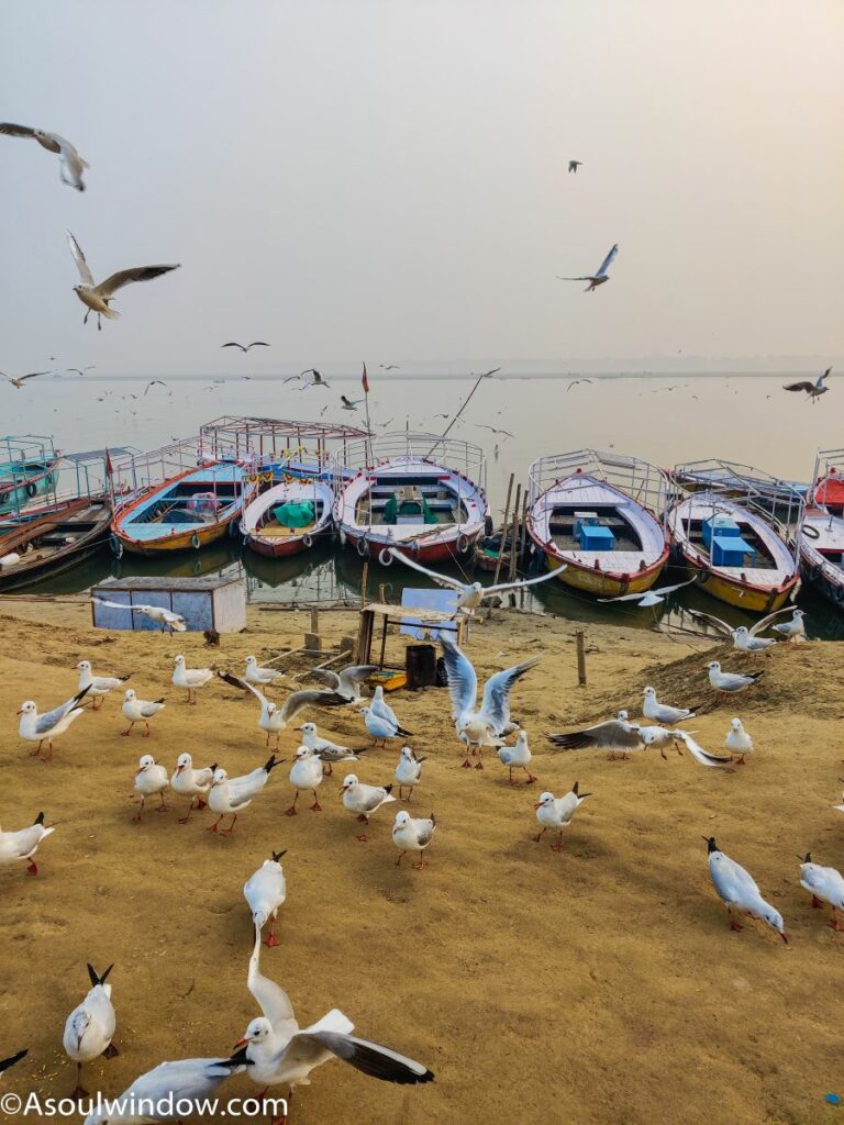 Black headed Spotted Gulls Skrattmas Boar Ganga Assi Ghat Varanasi