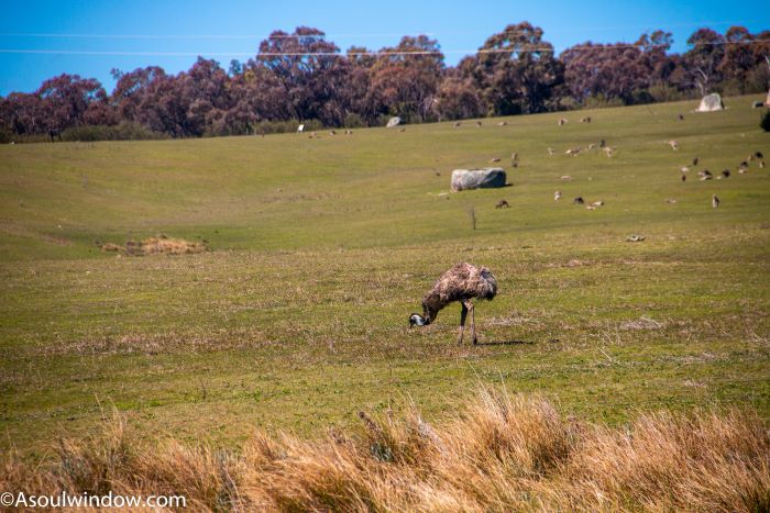 What animals are in the Tidbinbilla Nature Reserve? Emu and Kangaroo