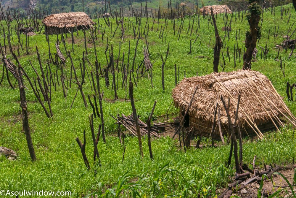Jhum cultivation or slash and burn cultivation or shifting cultivation in Upper Nocte Laho village near Khonsa, Arunachal Pradesh 