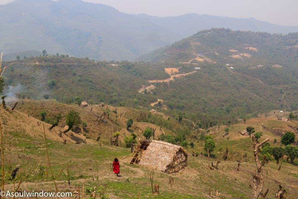 Jhum Cultivation or slash and burn cultivation or shifting cultivation near Konsa Village. Arunachal Pradesh