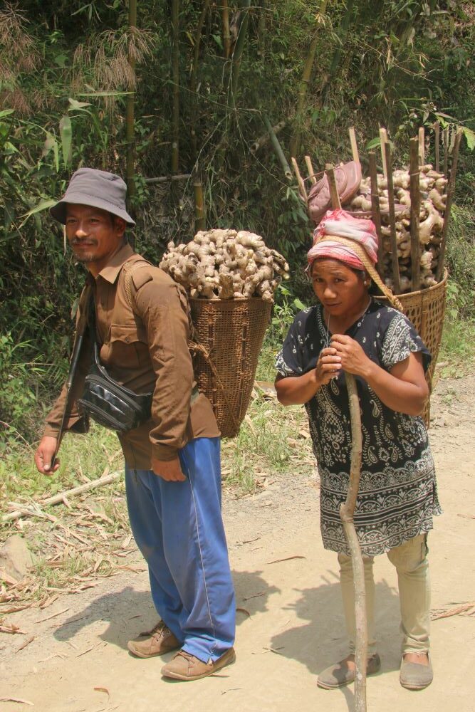 Upper Nocte tribe people carrying chinyong, the local ginger of Laho village. Near Khonsa, Arunachal Pradesh