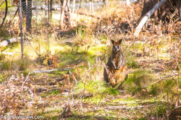 Southern Brush-tailed Rock-Wallabies Tidbinbilla Nature Reserve Canberra Australia