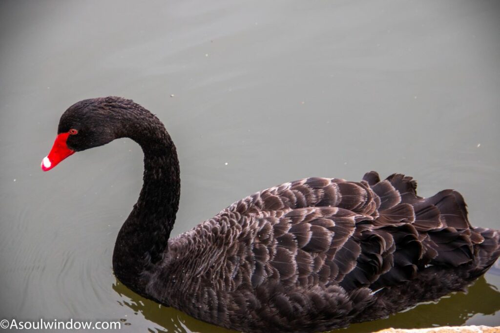 Black Swan Cygnus atratus Tidbinbilla Nature Reserve Canberra Australia