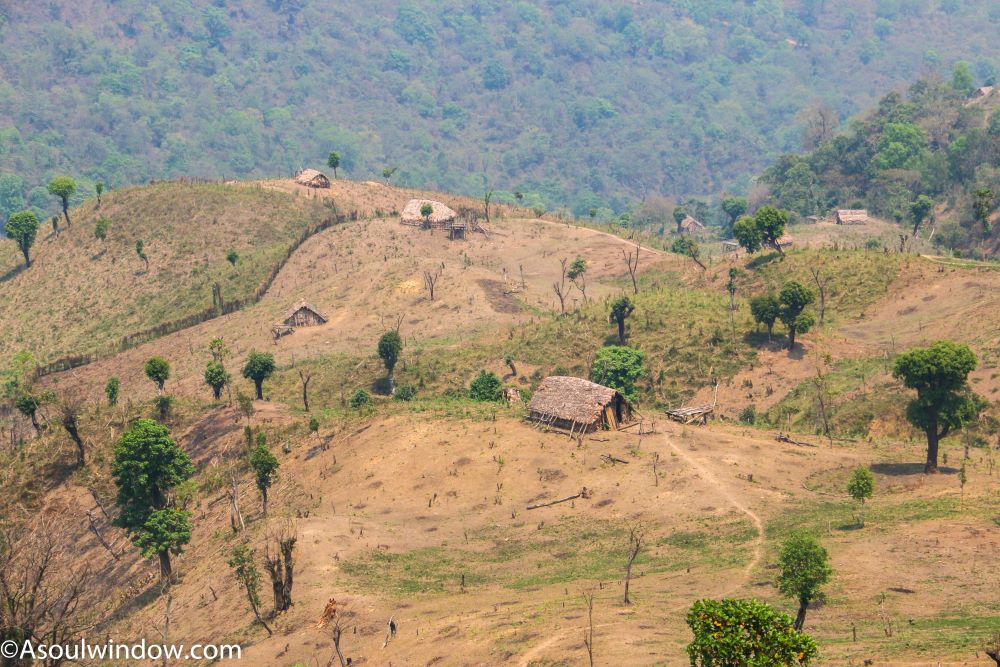 Jhum Cultivation or slash and burn cultivation or shifting cultivation near Konsa Village. Arunachal Pradesh