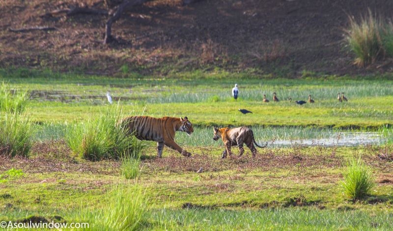 Tigress and cubs Tadoba National Park 