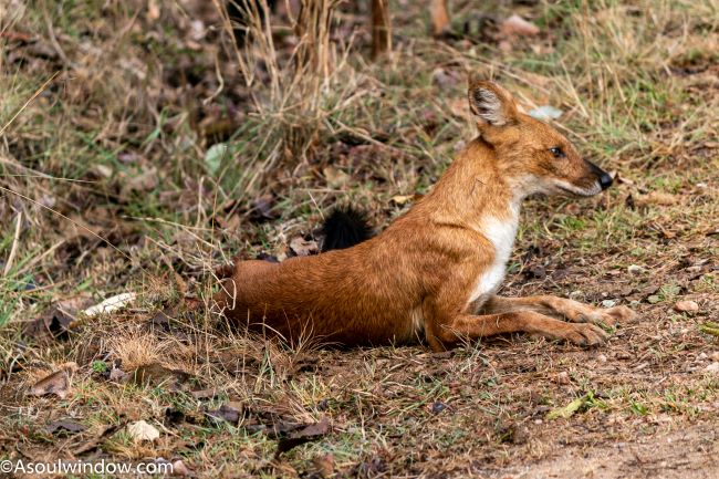Indian Dhole, also known as Indian wild dog, red dog, Asiatic wild dog, whistling dog and Asian Wild Dog or Cuon alpinus.