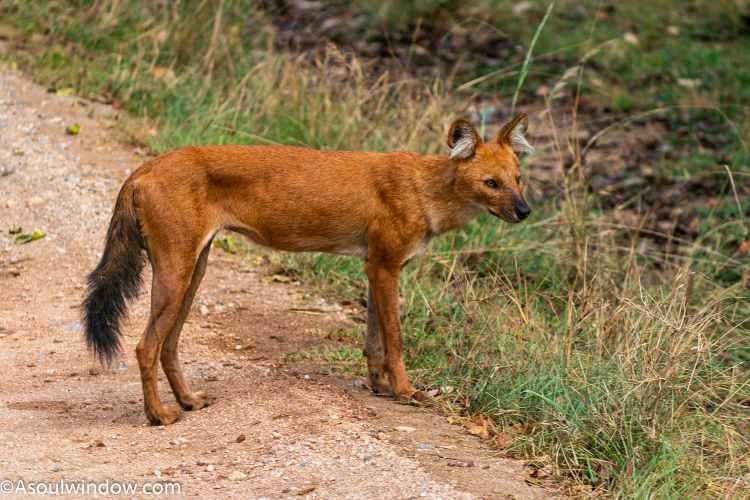Dholes or wild dogs