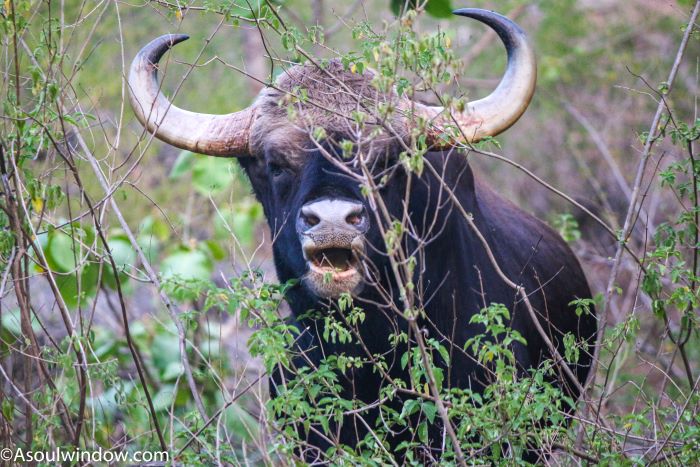 Male Indian Gaur or India Bison in Karmajhiri Zone of Pench National Park
