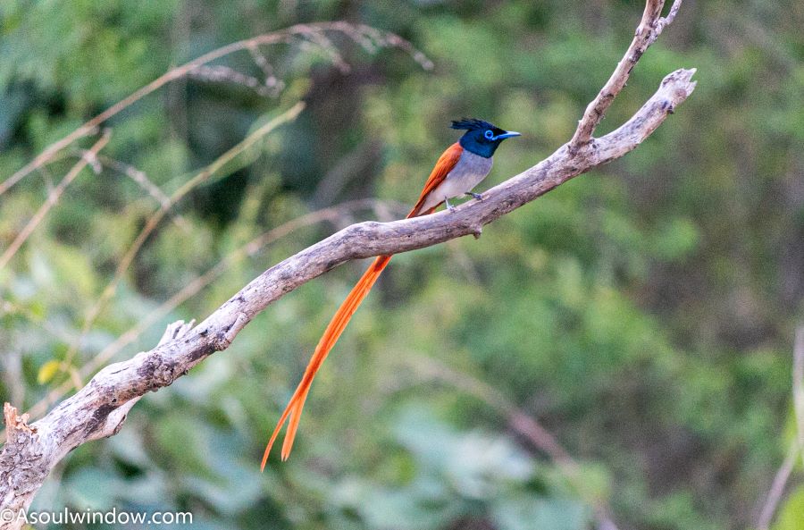 Indian Paradise Flycatcher male Terpsiphone paradisi 
