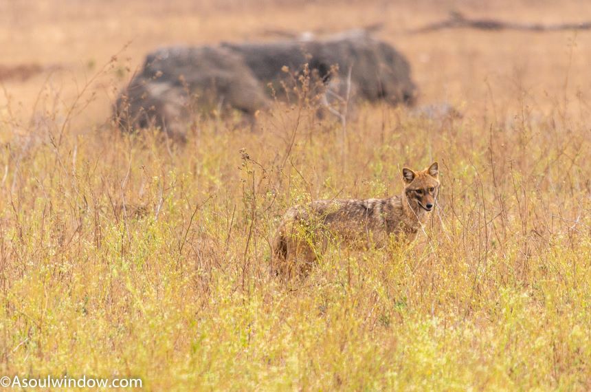 Indian Jackal in Turia Zone of Pench National Park