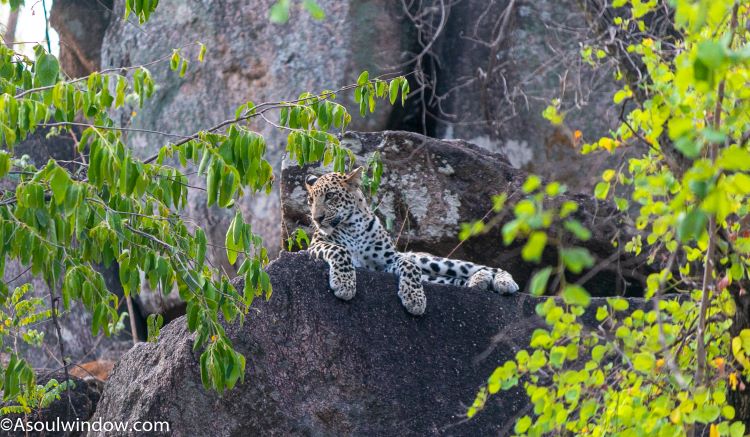 Indian leopard cub (Panthera pardus fusca) in the rocks of Pyorthadi. Karmajhiri Zone. Pench National Park.