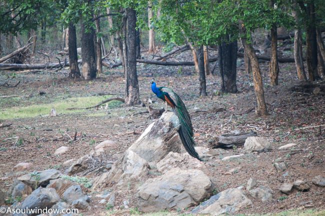 Indian Peacock (Pavo cristatus) aka Blue peafowl, Common peafowl and Indian peacock. Karmajhiri zone. Pench