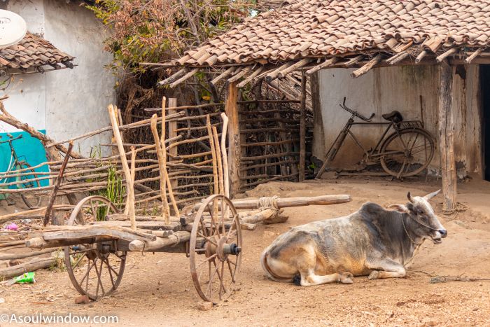 Tribal home and bullock cart. Pachdhar Gond village near Turia gate of Pench National Park