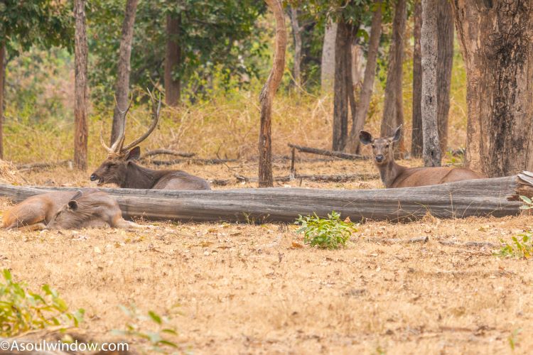 Male and female Sambar Deer in Turia Zone of Pench National Park, Madhya Pradesh