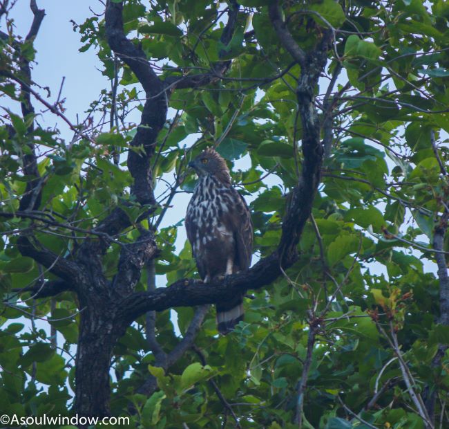Changeable hawk eagle (Nisaetus cirrhatus) or crested hawk eagle. Pench National Park. 
