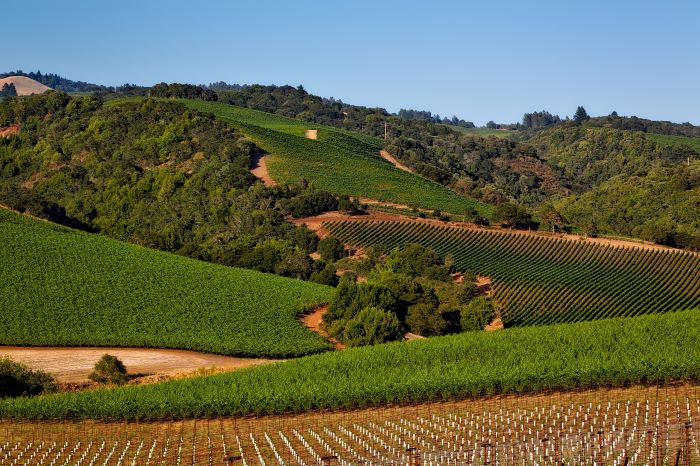 Napa Valley vineyard California United States of America