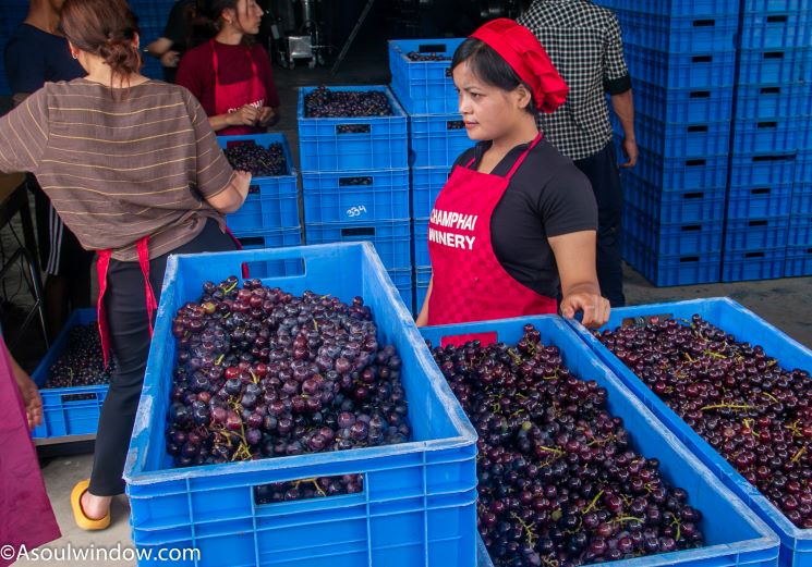 Bangalore Blue Grapes harvest at Champhai Winery Mizoram