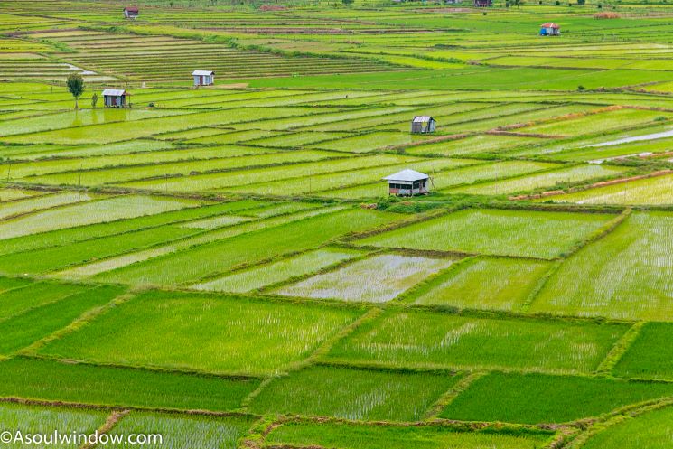 Terraced rice paddy fields Paddy & Fish Cultivation Champhai Mizoram
