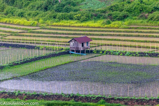Rice paddy fields Rih Dil Lake Myanmar Mizoram