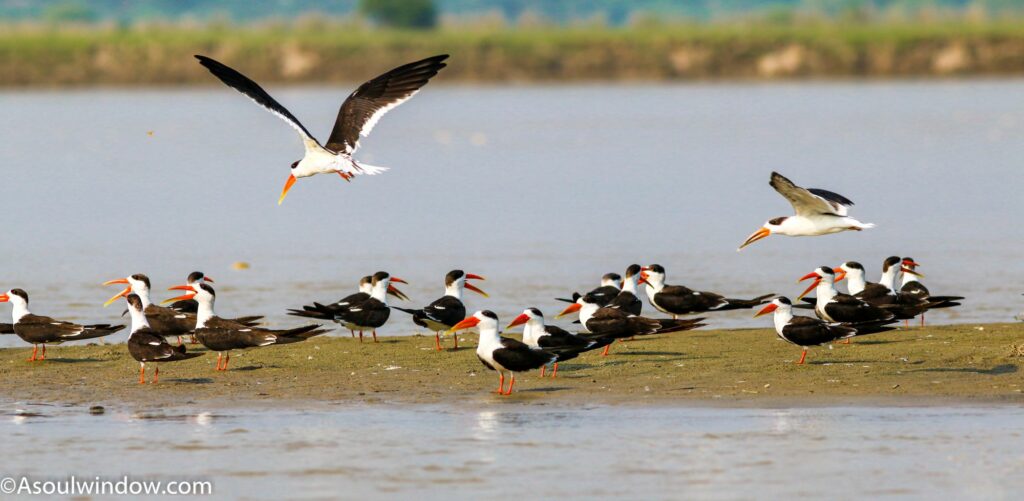 Indian skimmer Chambal River Safari in Madhya Pradesh