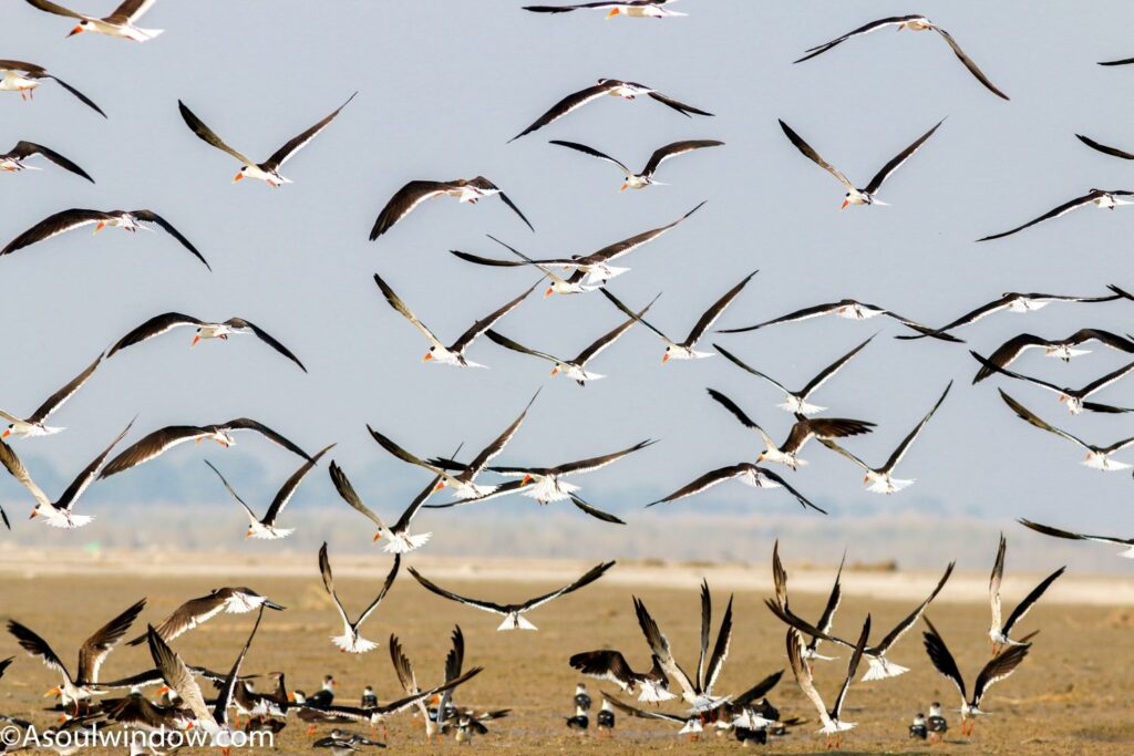 Indian skimmer Chambal River Safari madhya Pradesh