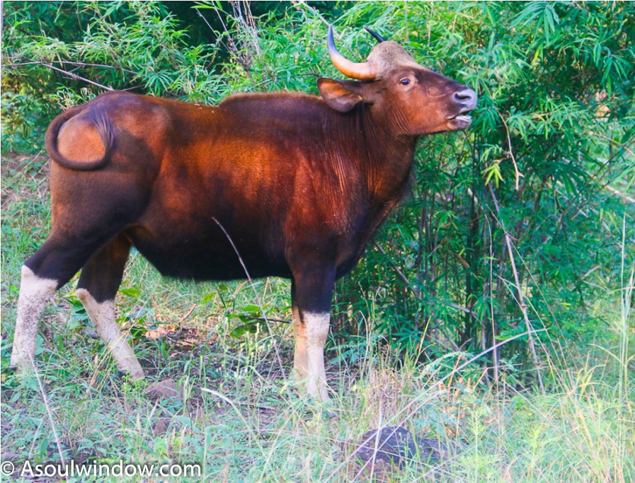 Gaur Indian Bison in Satpura Tiger Reserve