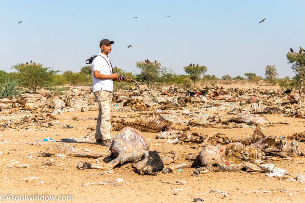 Carcass Dump of Jorbeeer Conservation Reserve Bikaner
