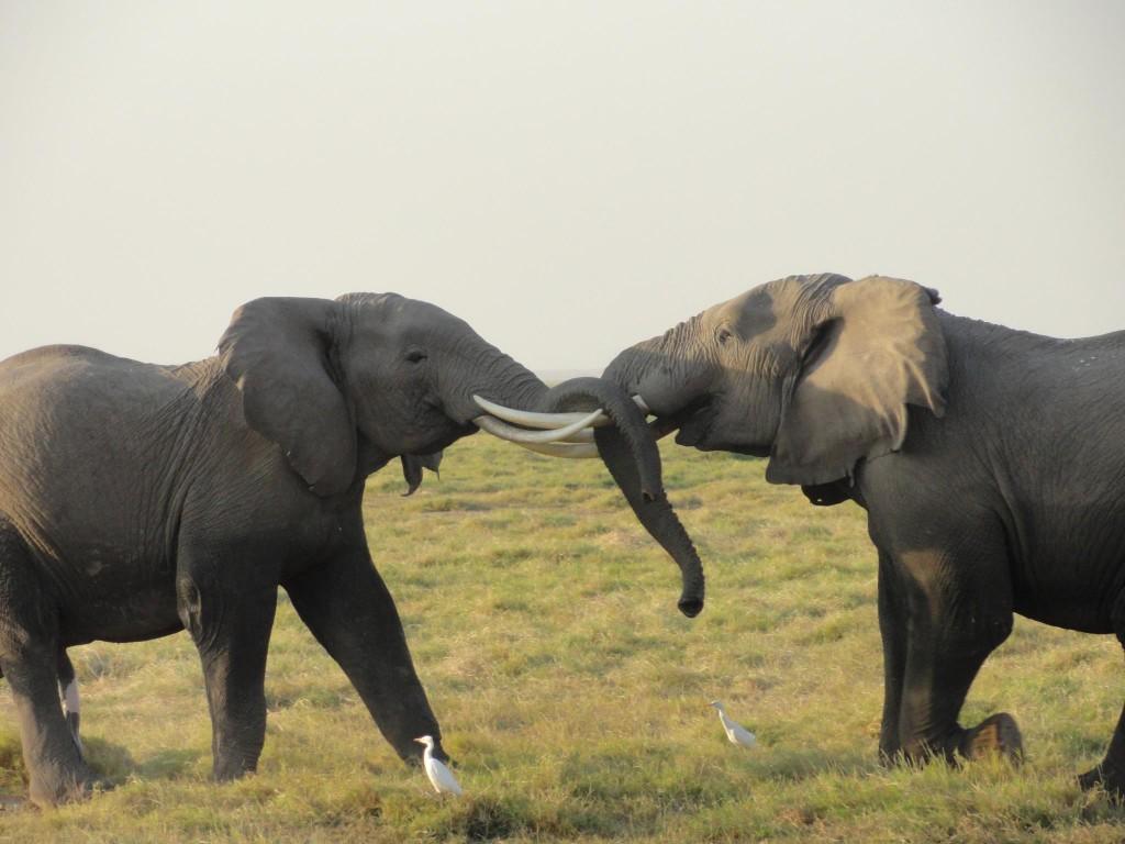African Elephant. Serengeti plains. 10 days Kenya itinerary 