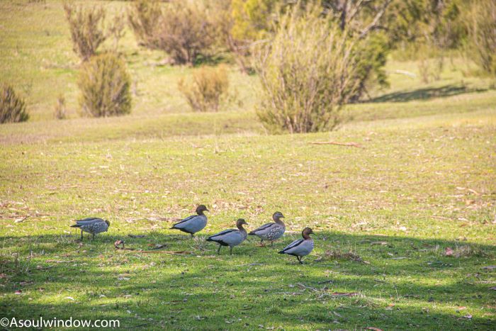 Australian wood duck, maned duck or maned goose (Chenonetta jubata) 