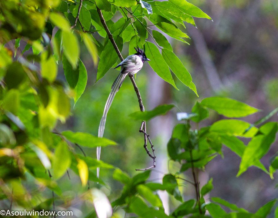 White Indian Paradise Flycatcher Terpsiphone paradisi. Sattal, Uttarakhand